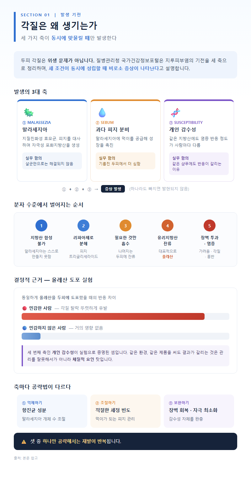 1. 각질은 왜 생기는가 — 세 가지 축이 동시에 맞물릴 때만 발생한다