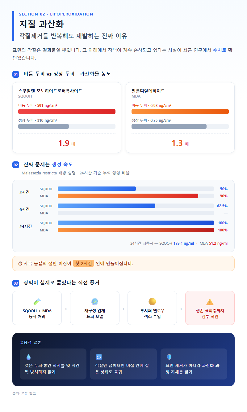 2. 지질 과산화 — 각질제거를 반복해도 재발하는 진짜 이유