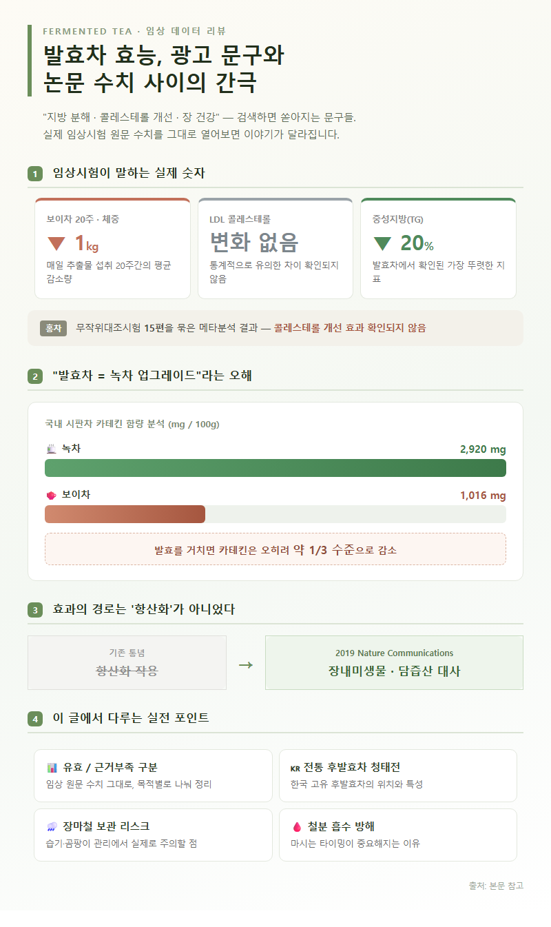 발효차효능 개요