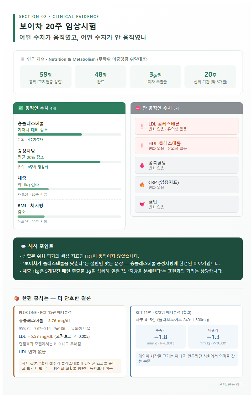 2. 보이차 20주 임상시험 — 어떤 수치가 움직였고 어떤 수치가 안 움직였나