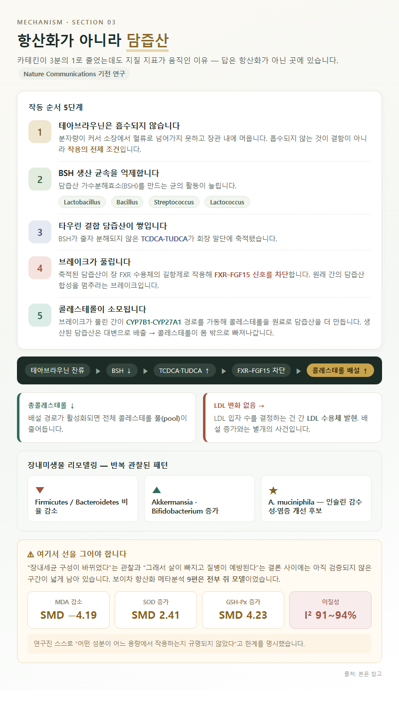 3. 항산화가 아니라 담즙산 — 후발효차가 작동하는 진짜 경로