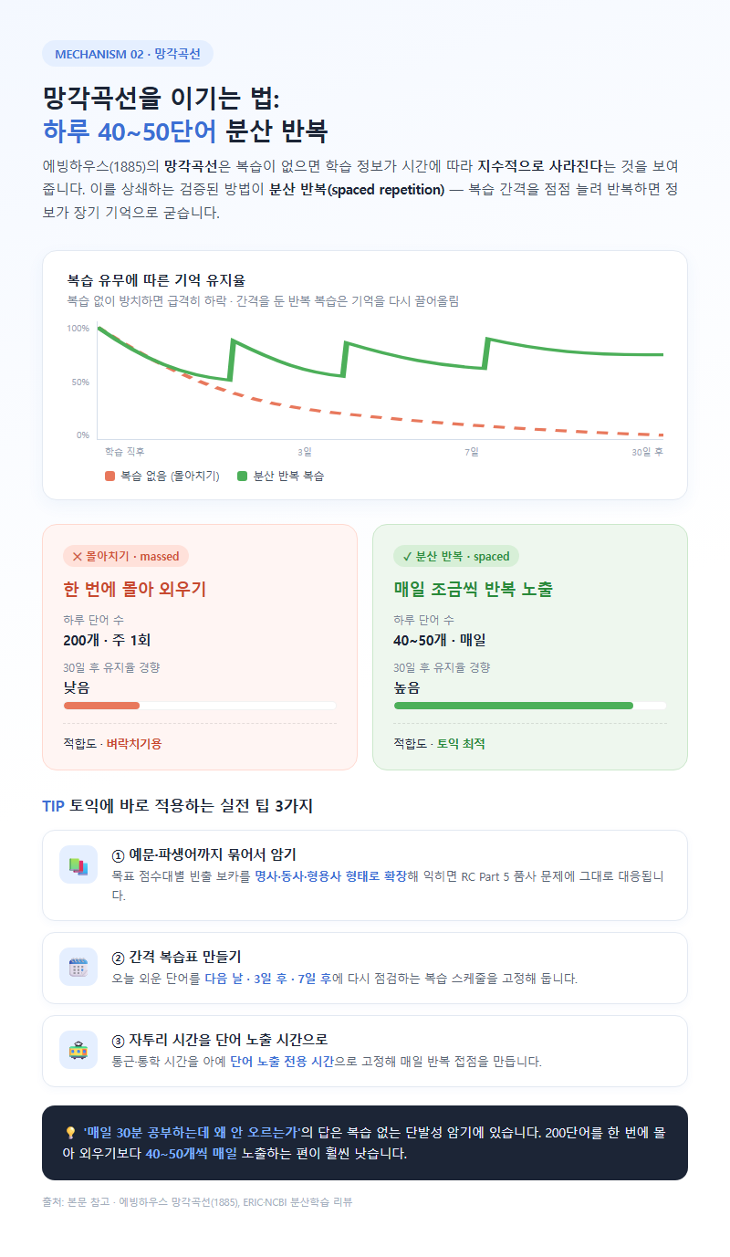 2. 망각곡선을 이기는 법: 하루 40~50단어 분산 반복