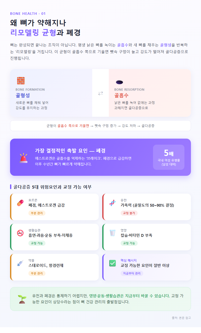 1. 왜 뼈가 약해지나 — 리모델링 균형과 폐경