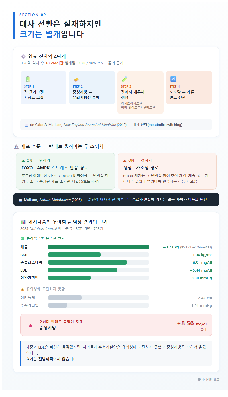 2. 대사 전환은 실재하지만 크기는 별개입니다
