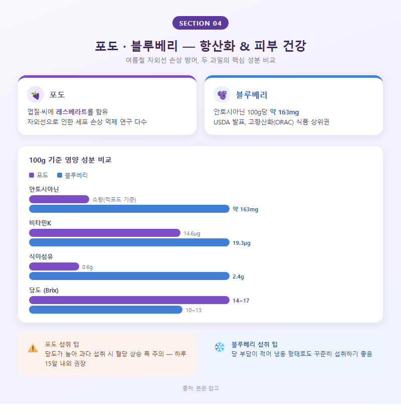 4. 포도·블루베리 — 항산화 및 피부 건강 효능