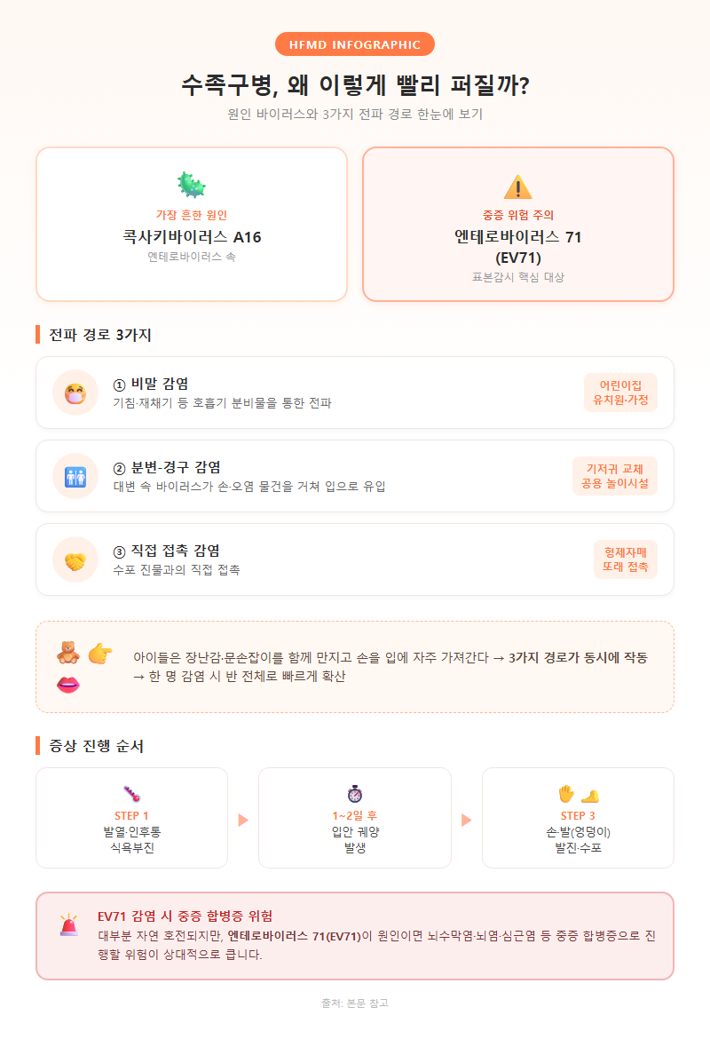 2. 수족구병 원인과 전파 경로 — 왜 이렇게 빨리 퍼질까