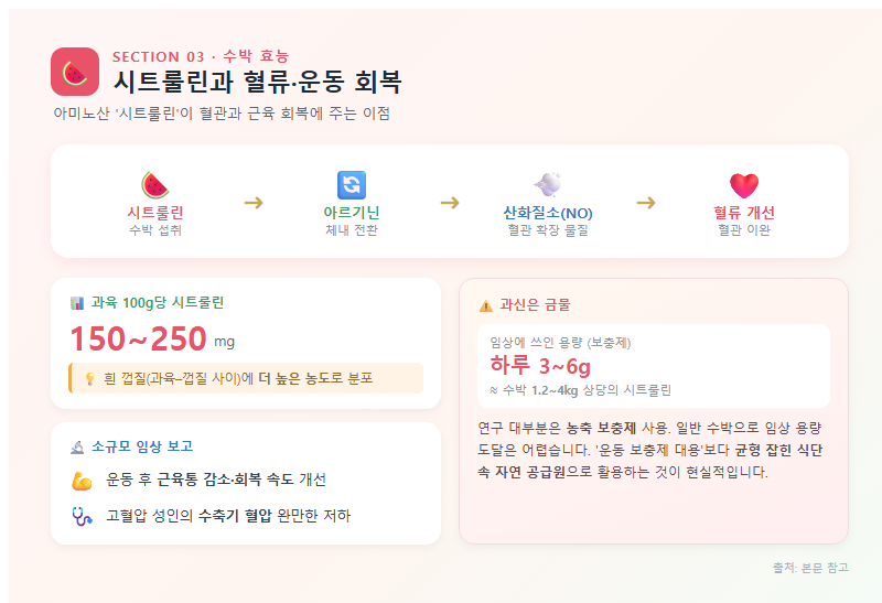 3. 시트룰린과 혈류·운동 회복: 아미노산이 주는 이점