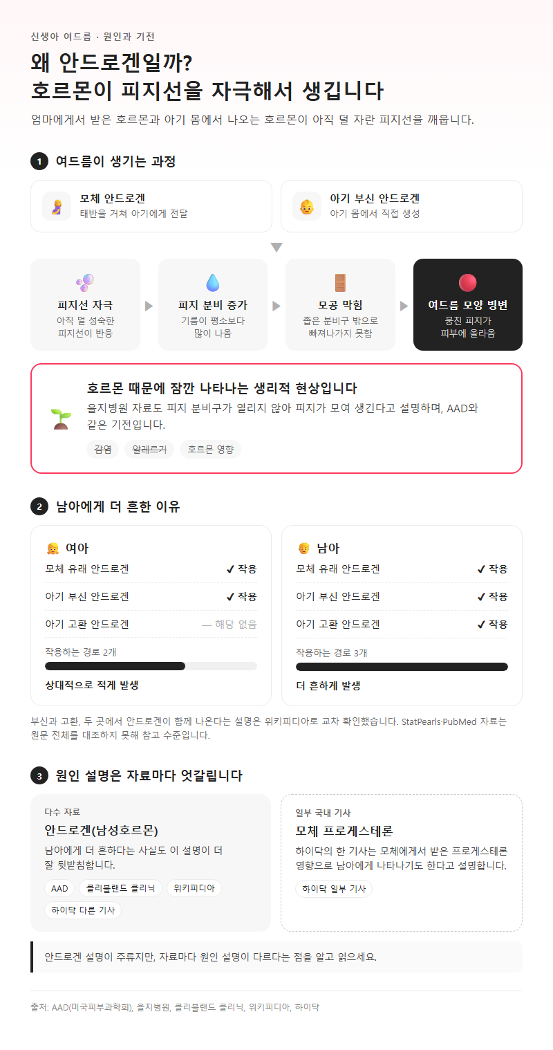 2. 원인과 기전, 왜 안드로겐인가