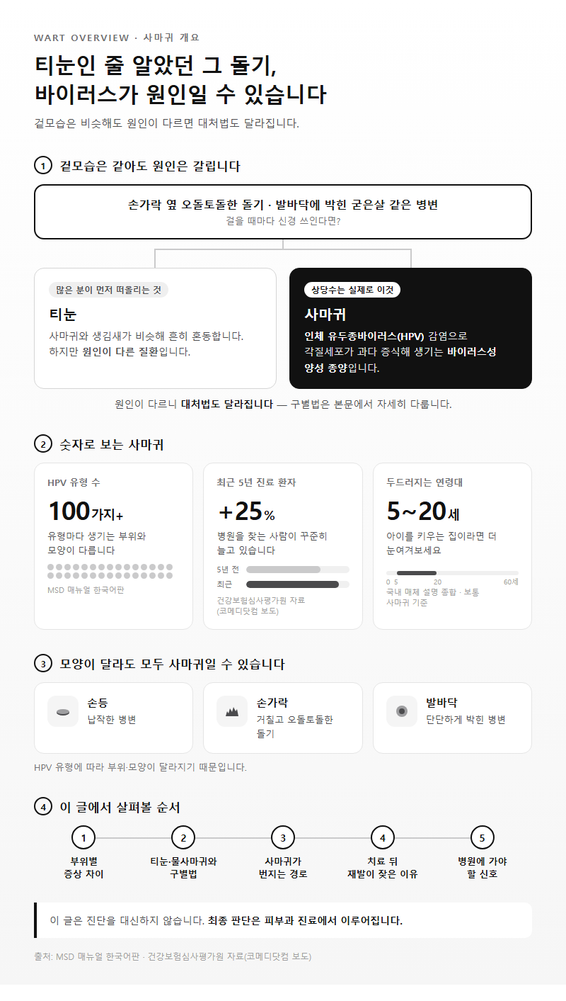 사마귀 개요